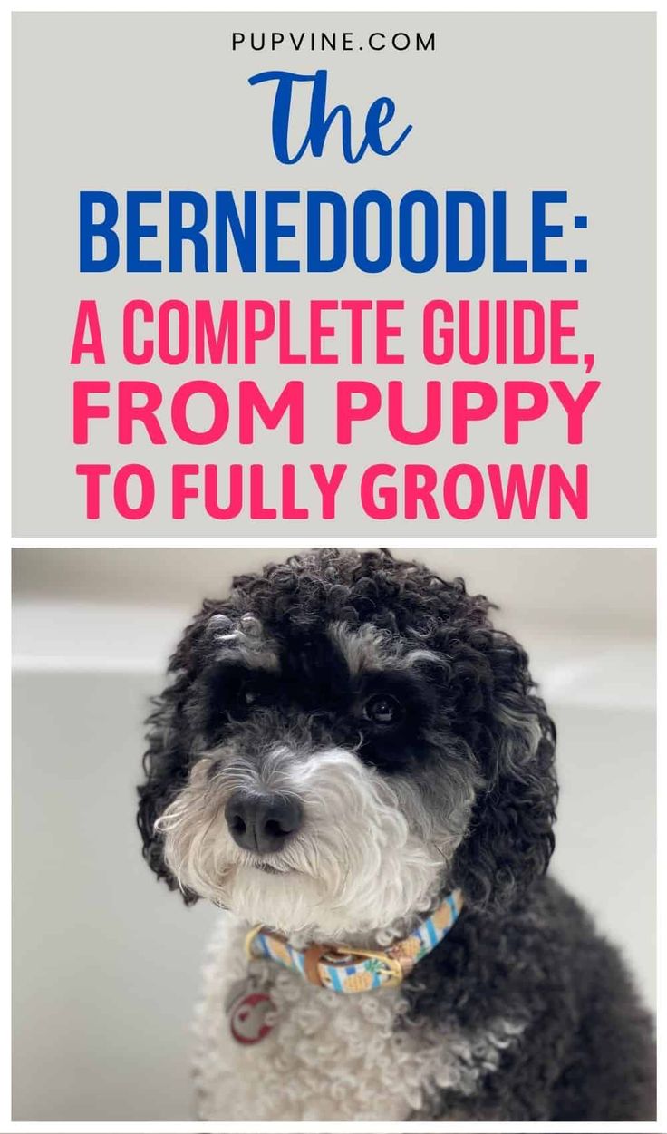 a black and white dog sitting on top of a bath tub with the title, the bern