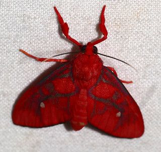 a red moth sitting on top of a white sheet