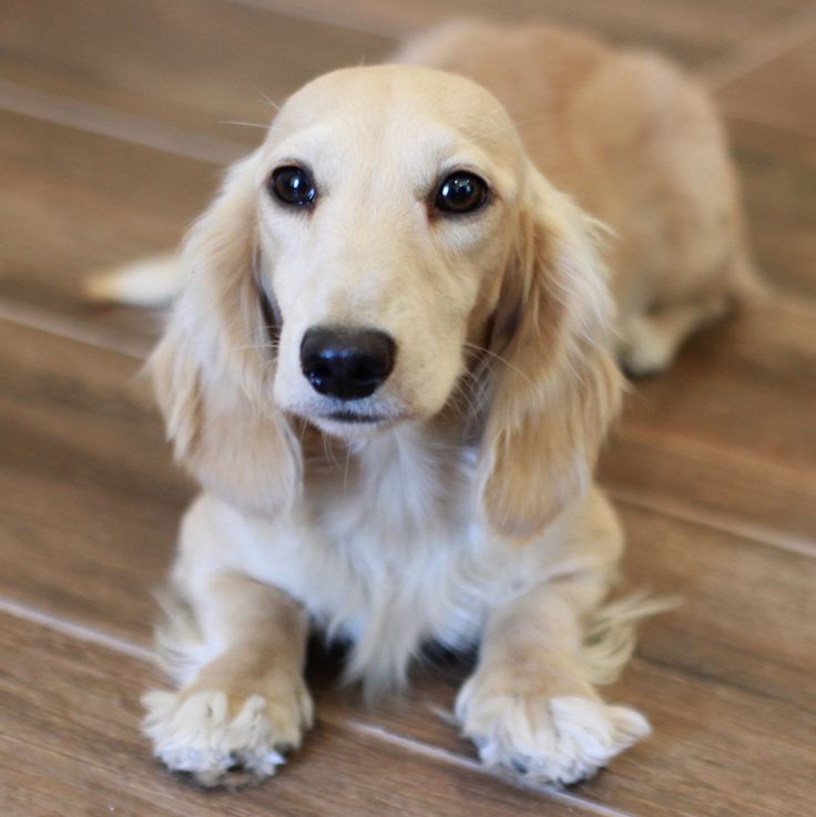 a brown and white dog sitting on top of a floor next to a wooden floor