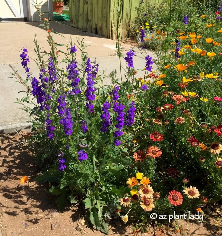 some purple and yellow flowers are in the dirt next to a building with a green door