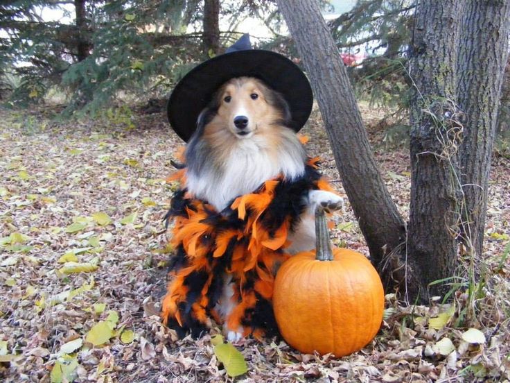 a dog dressed up as a witch sitting next to a tree with a pumpkin in its mouth