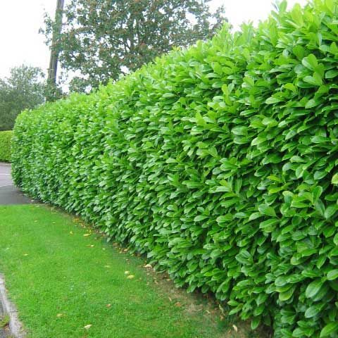 a hedge is shown next to a sidewalk