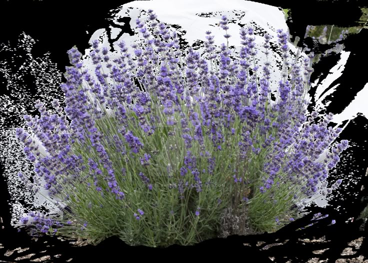 lavender plant with purple flowers on white background