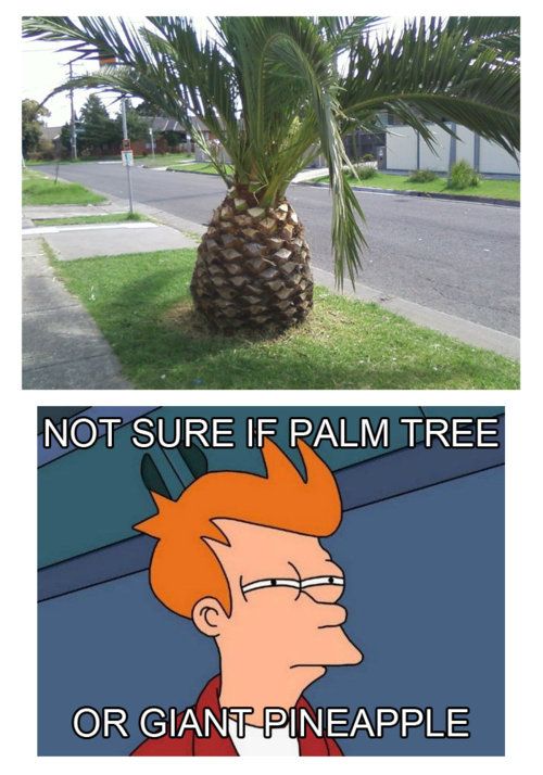 a pineapple tree next to a palm tree with caption that reads, not sure if palm tree or giant pineapple