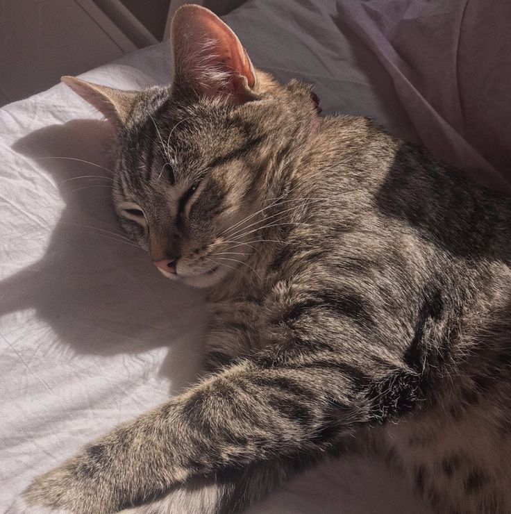 a cat sleeping on top of a white sheet