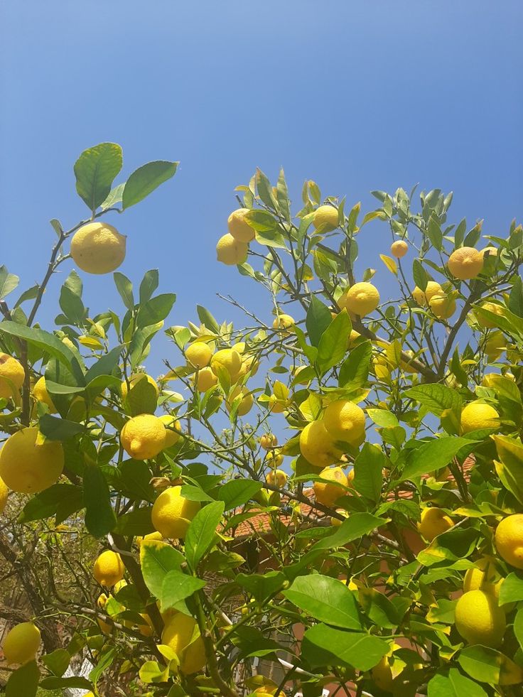 lemons growing on the branches of a tree with leaves and sky in the background