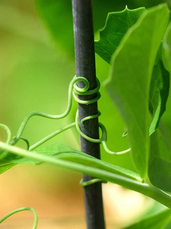 Snap pea tendril How To Grow Peas, Pea Tendrils, Grow Peas, Alvar Alto, Climber Plants, Growing Peas, Minimalist Wallpaper Phone, Industrial Ideas, Snap Pea