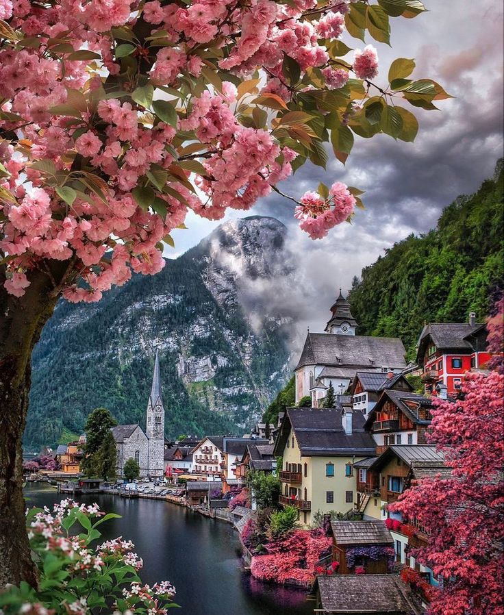 pink flowers are blooming in the foreground, and houses on the other side with mountains in the background