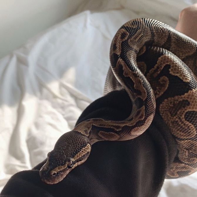 a person holding a large snake in their hand