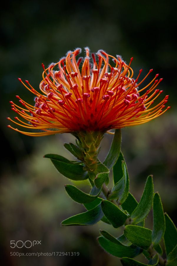 an orange flower with green leaves in the foreground