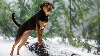 a dog standing on top of a log in the snow