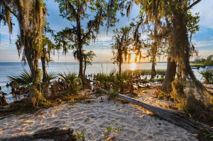 the sun shines through some trees on top of a sandy area with water in the background