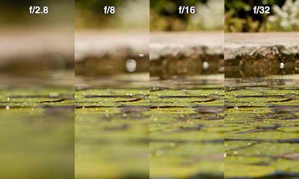 two different shots of water and plants in the same photo, one is blurry