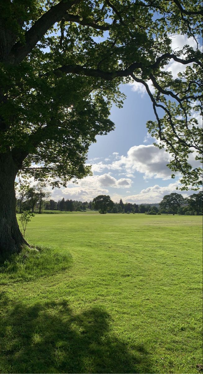 an open field with trees and grass under a blue cloudy sky in the foreground