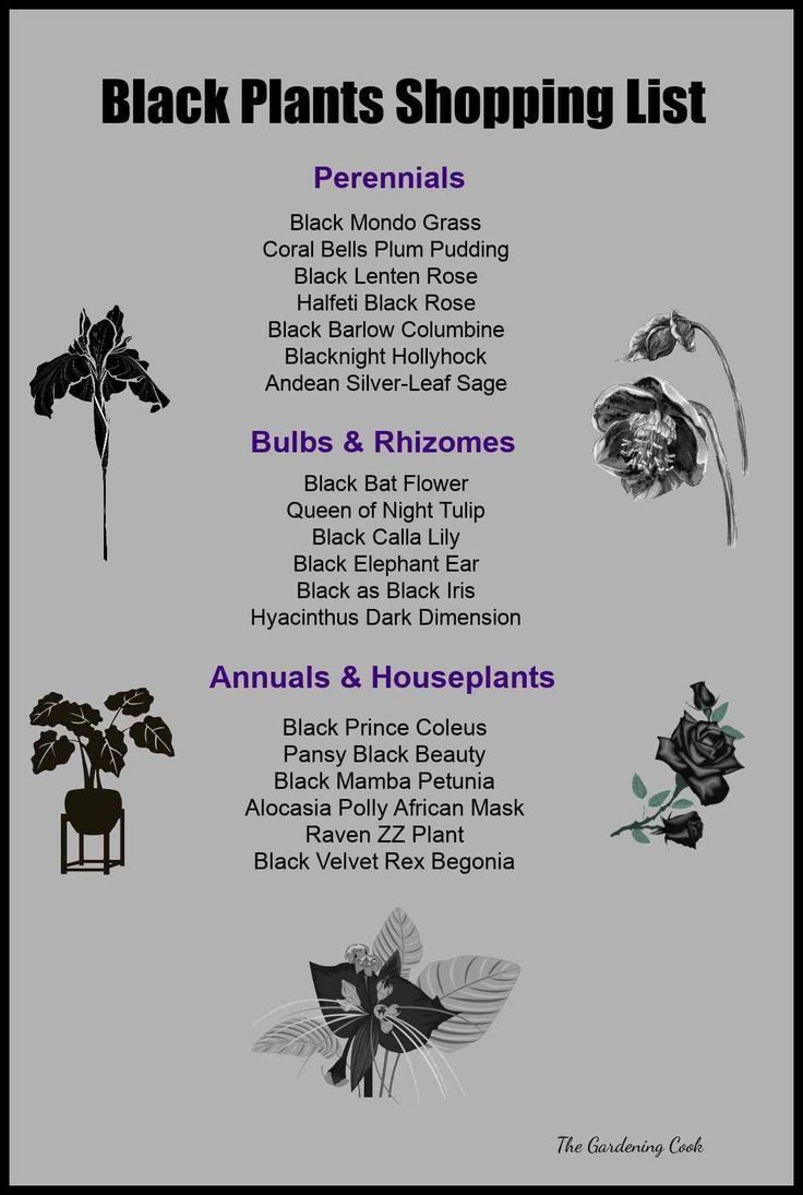 the black plants shopping list is shown