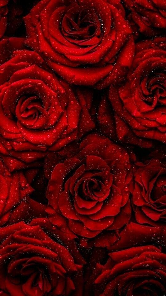 many red roses with water droplets on them