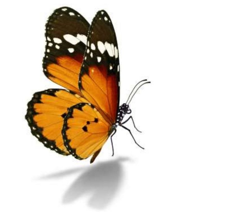 an orange and black butterfly flying in the air