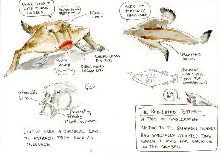 an animal's life cycle is shown in this drawing, including fish and other animals