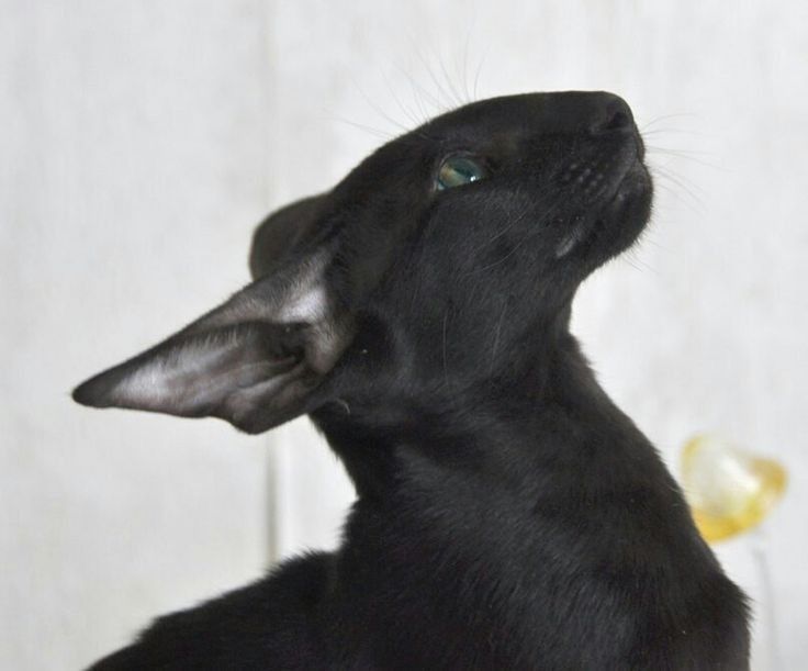 a close up of a black dog with its head turned to the side looking up