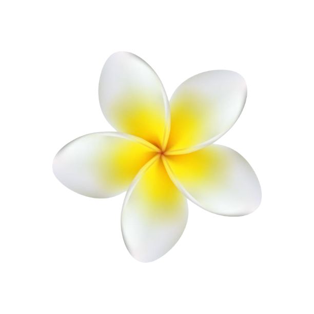 a white and yellow flower on a white background