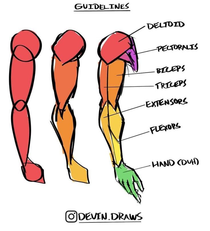 the muscles are labeled in this diagram