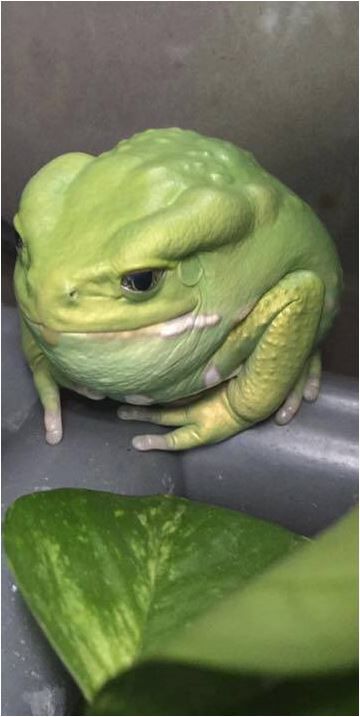 a green frog sitting on top of a metal sink