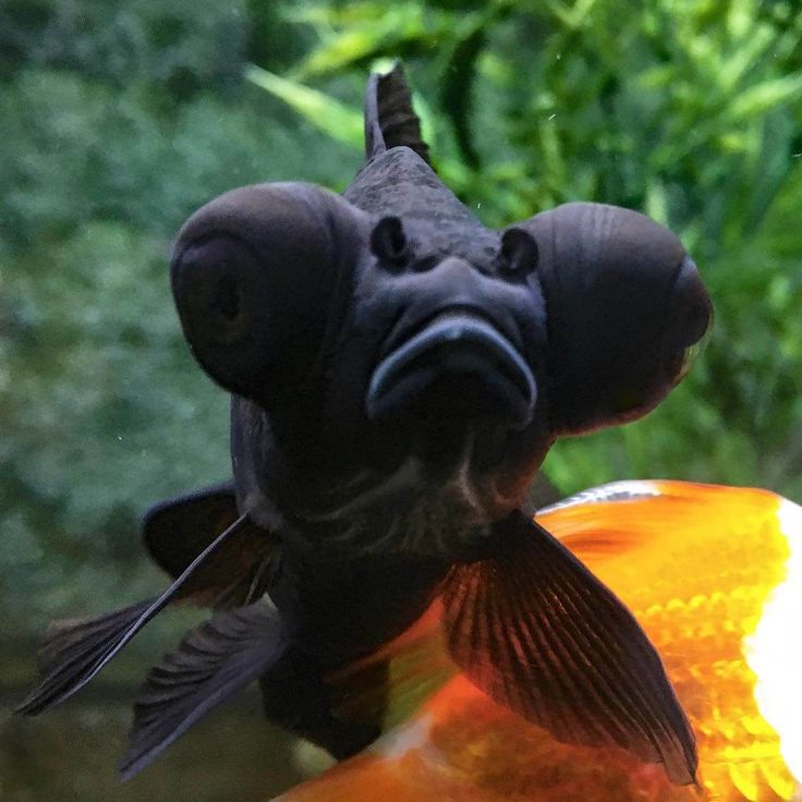 a close up of a fish with its mouth open and it's eyes closed