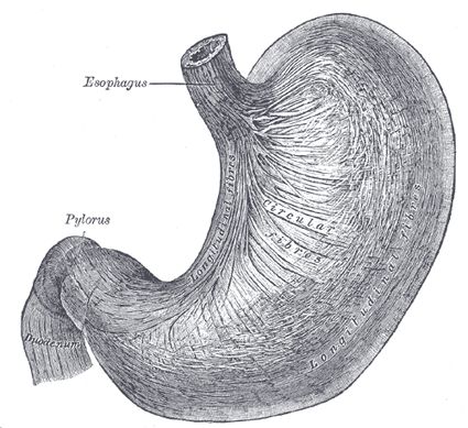 an image of the stomach with labels on it and labeled in english, spanish, and french