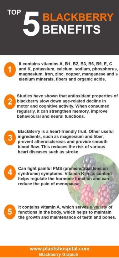 Blackberry Tea Benefits, Blackberry Benefits, Herb Benefits, Herbs For Protection, Blackberry Tea, Tea Benefits, Book Of Shadows, Holistic Health, Alchemy