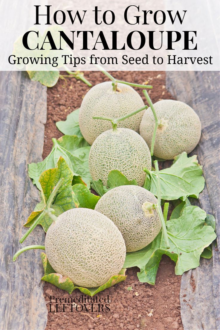 cantaloupe growing on a vine in the garden Cantaloupe Growing, How To Grow Cantaloupe, Grow Cantaloupe, Cantaloupe Seeds, Growing Melons, Hydroponic Growing, Plants Growing, Garden Vines, Organic Vegetable Garden