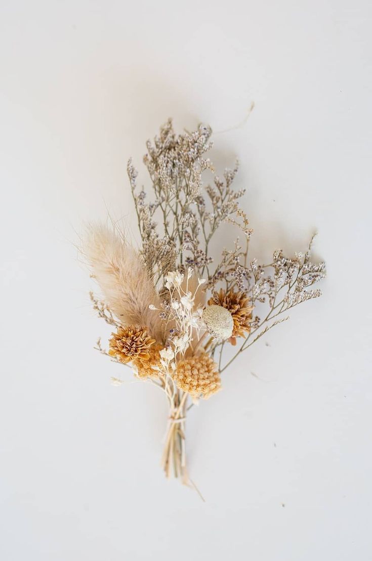 dried flowers on a white background with room for text or image to be placed in