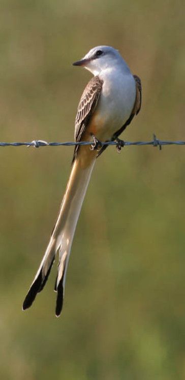 a bird sitting on top of a barbed wire with grass in the backround