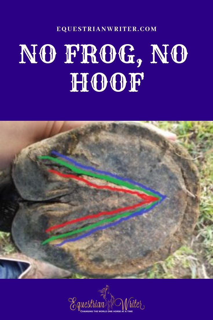 a person holding a rock with colorful threads on it and the words no frog, no hoof