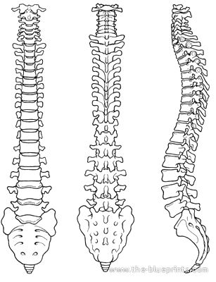 three different views of the back and side of a human skeleton, each with its own bones