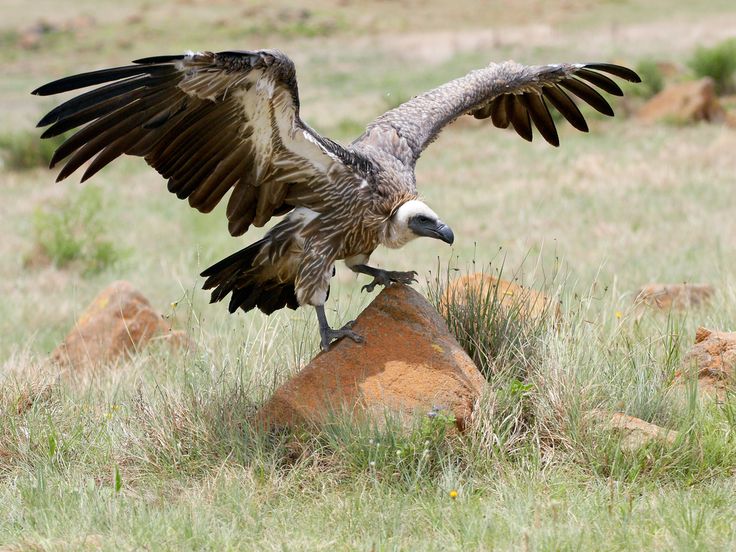 a large bird with its wings spread out on top of a rock in the grass