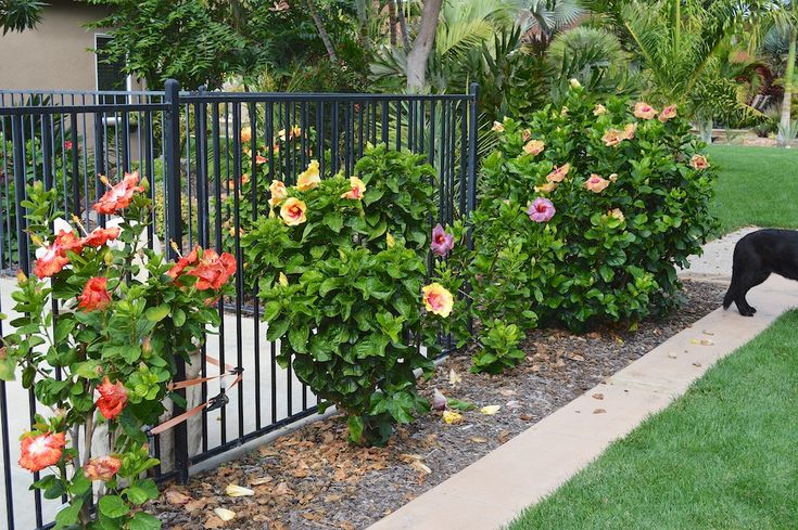 a black dog is sniffing some flowers by the fence