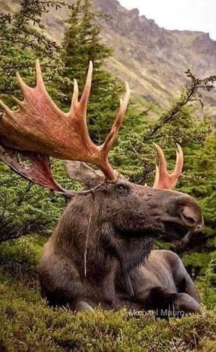 a moose laying down in the grass with large antlers on its head and neck