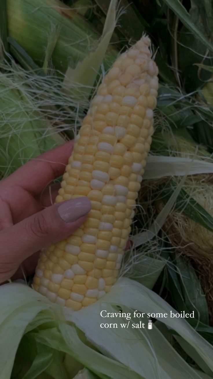 a person holding a corn cob in their hand with the caption saying, craning for some boiled corn w / salt