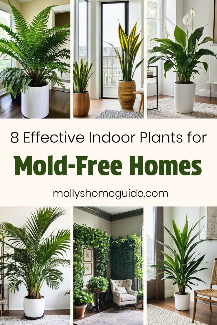 some houseplants and plants are featured in this collage with the words 8 effective indoor plants for mold - free homes