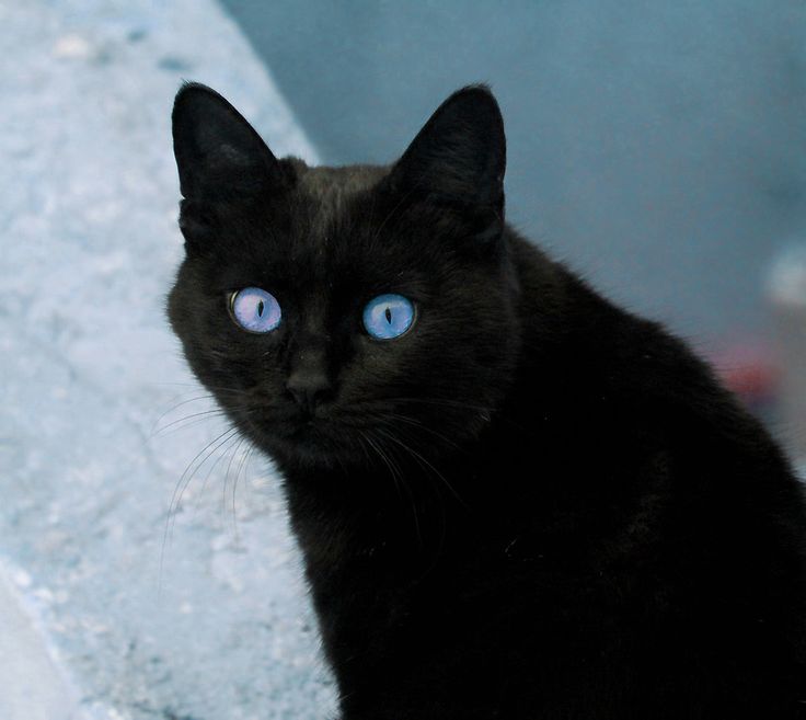 a black cat with blue eyes sitting on some snow