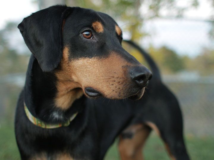 a black and brown dog standing on top of a grass covered field with trees in the background