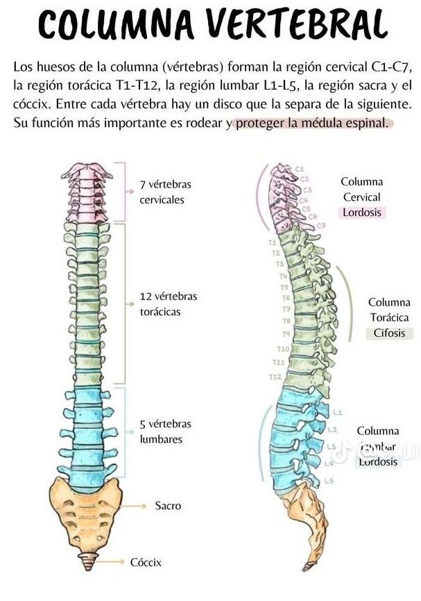 an image of the back and side view of a human skeleton, with text below it