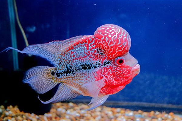 a red and white fish in an aquarium