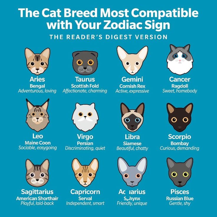 Cat breeds Fluffy Cat Breeds, Rare Cats, Cornish Rex, Cat Ideas, American Shorthair, Kinds Of Cats, Cat Breed, Sagittarius And Capricorn, Curious Cat