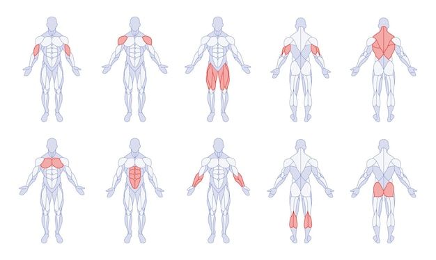 the muscles are shown in different positions, including the upper half and lower half of the body