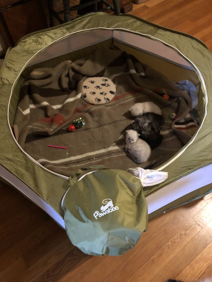 the cat is sleeping in his bed on the floor