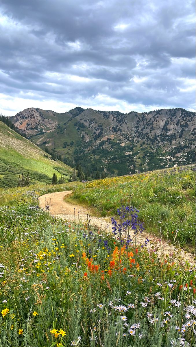 a dirt road surrounded by wildflowers and mountains