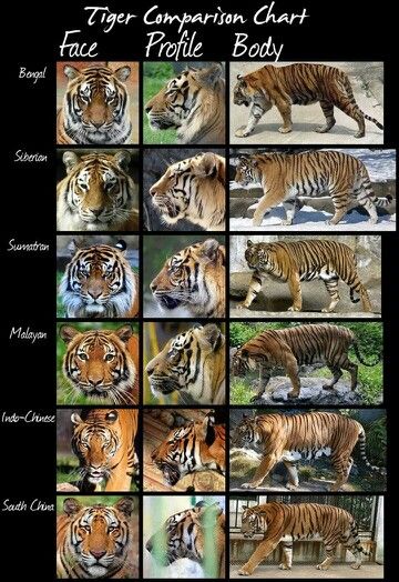 tiger comparison chart with different types and colors