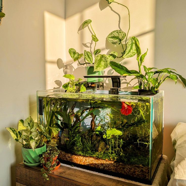 an aquarium filled with plants on top of a wooden table