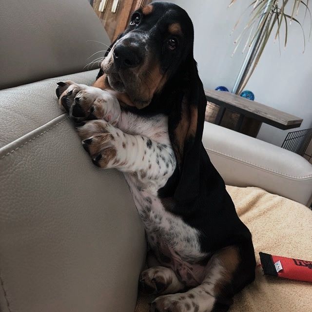 a black and brown dog sitting on top of a couch